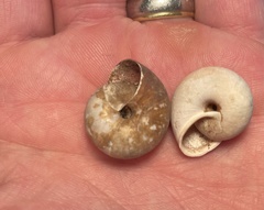 Helminthoglypta sonoma