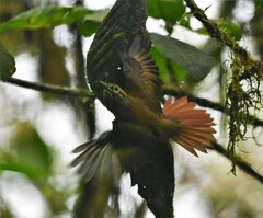 Anabacerthia variegaticeps
