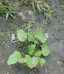 Echinodorus berteroi