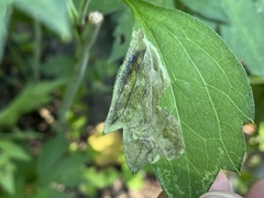 Calycomyza frickiana