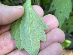 Calycomyza frickiana