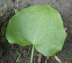 Echinodorus berteroi