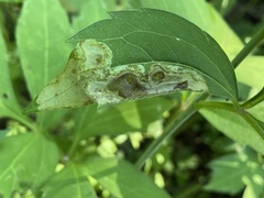Calycomyza frickiana