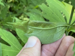Calycomyza frickiana