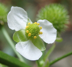 Echinodorus berteroi