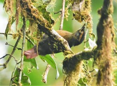 Anabacerthia variegaticeps