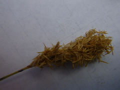 Carex douglasii