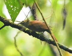 Anabacerthia variegaticeps