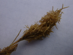 Carex douglasii