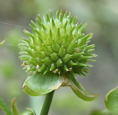 Echinodorus berteroi