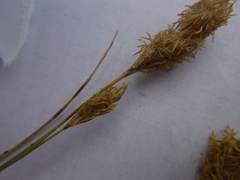 Carex douglasii