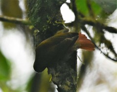 Anabacerthia variegaticeps