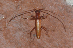 Psyrassa unicolor