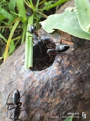Camponotus compressus