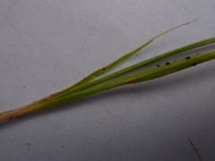 Carex douglasii