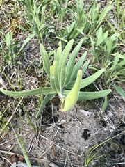 Asclepias lanuginosa