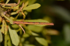 Cyclophora myrtaria