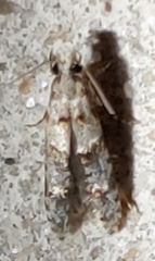 Stilbosis tesquella