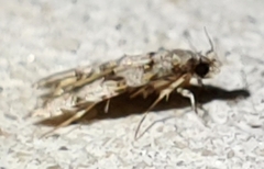 Stilbosis tesquella