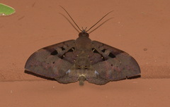 Ischyja marapok