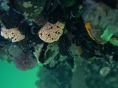 Botrylloides diegensis