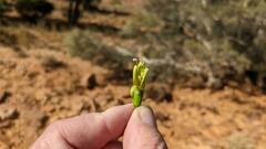 Eremophila serrulata