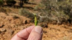 Eremophila serrulata