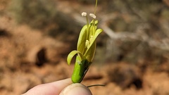 Eremophila serrulata