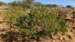Eremophila serrulata