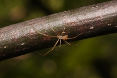 Araneae