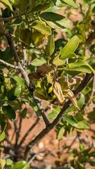 Eremophila serrulata