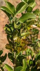 Eremophila serrulata