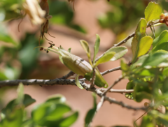 Eremophila serrulata