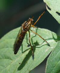Diogmites discolor