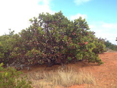 Arctostaphylos insularis