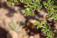 Eremophila serrulata