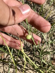 Antistrophus pisum