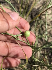Antistrophus pisum