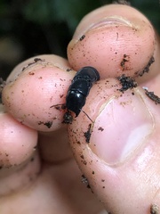 Osoriinae