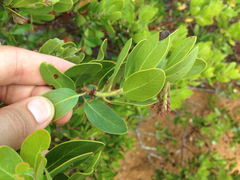 Arctostaphylos insularis