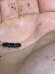 Osoriinae