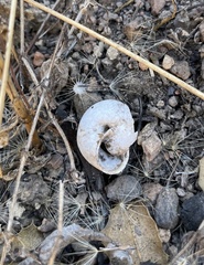 Helminthoglypta sonoma
