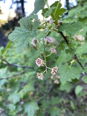 Ribes acerifolium