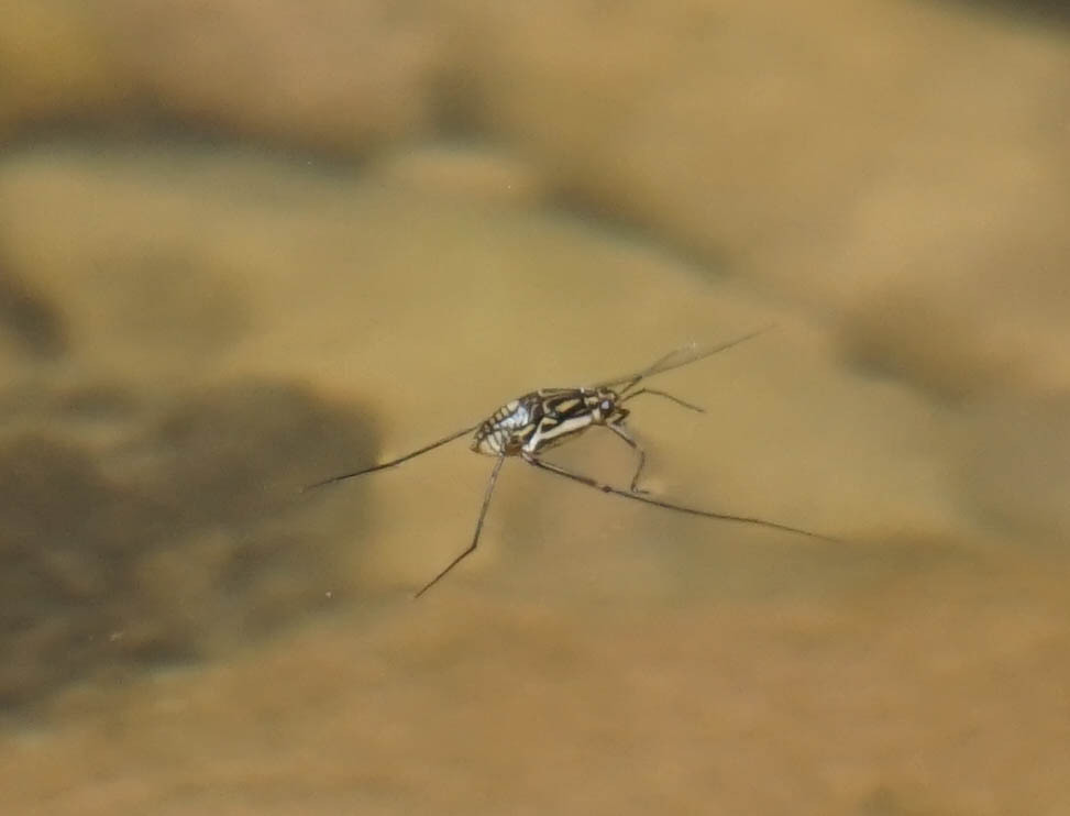 Trepobates inermis