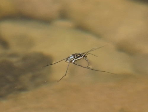 Trepobates inermis