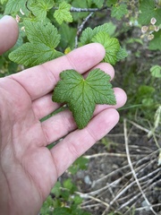 Ribes acerifolium