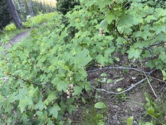 Ribes acerifolium