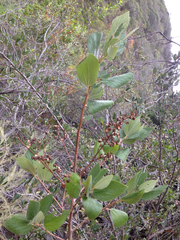Ceanothus arboreus