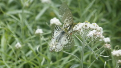 Parnassius clodius