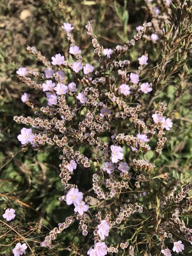 iNaturalist observation photo of Sea-Lavenders